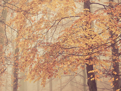 树枝有叶秋天自然树枝有黄橙叶秋天自然在雾中坠落图片