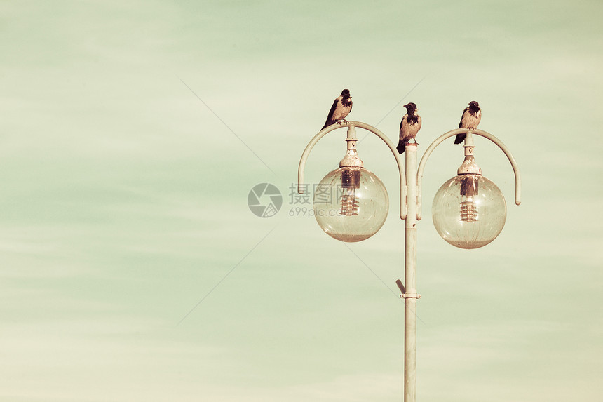 鸟儿乌鸦在城市灯上靠着蓝天城市的灯休息图片