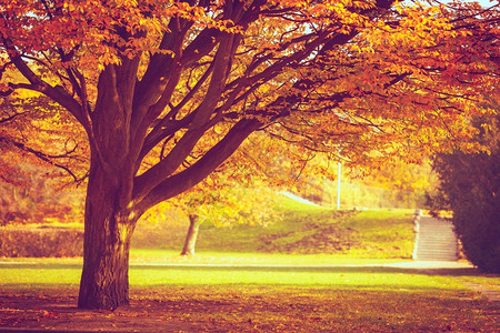 自然户外树叶季节概念公园树秋天景色的老植物周围都是金叶图片