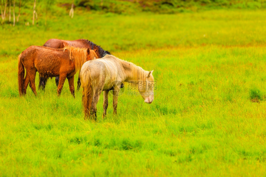 马在草地上平坦的乡下图片