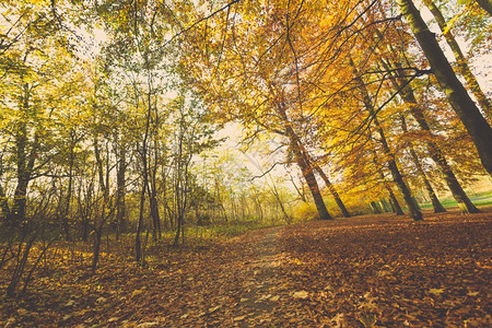 秋天多姿彩的公园秋天概念很多美丽的树图片