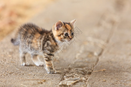 小可爱猫宠物野外散步图片