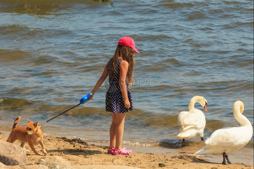 女孩与成年天鹅玩耍照顾和动物的安全小女孩与美丽的天鹅玩耍孩子与大白海鸟玩得开心图片