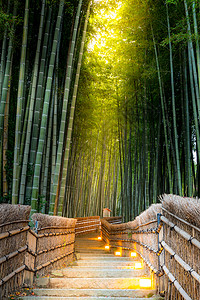 日本京都的青山竹林高清图片