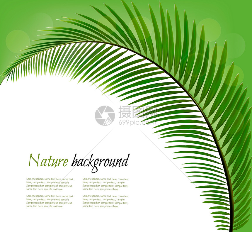 具有棕榈叶的自然背景图片