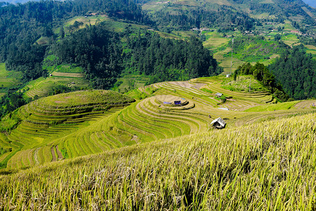 水稻田的房屋和村庄美丽景色图片
