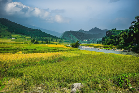 水稻田的房屋和村庄美丽景色图片