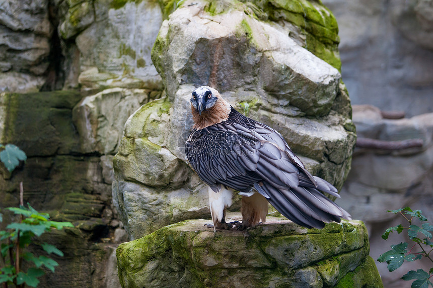 胡子秃鹫GypaetusbarbatusLammmergeier或胡子秃鹫图片