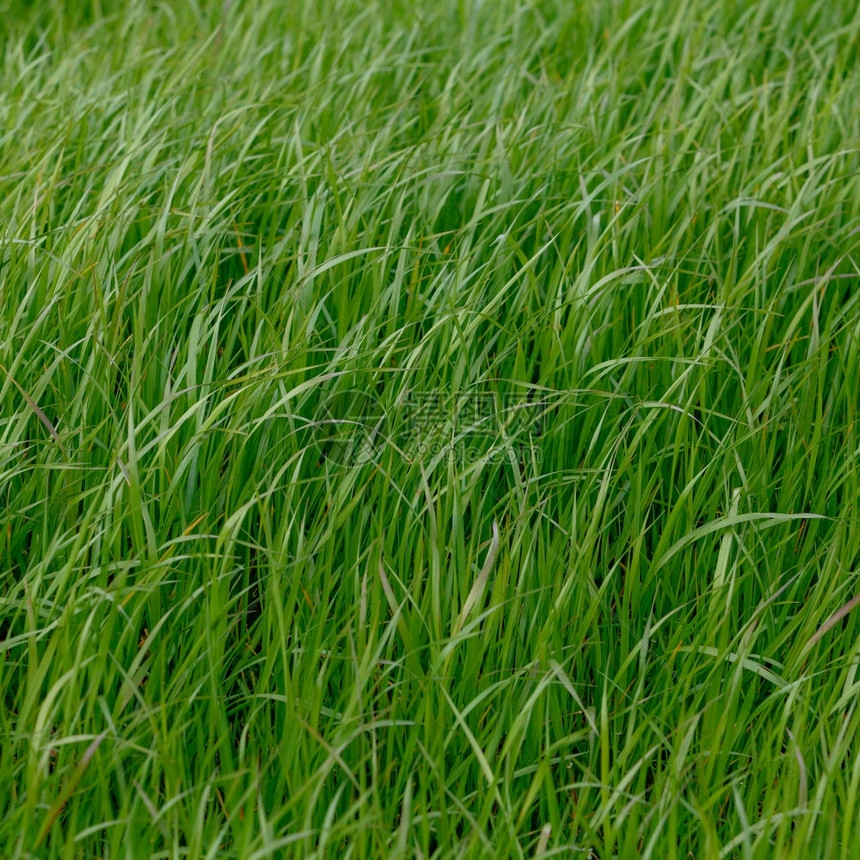 绿草背景质图片