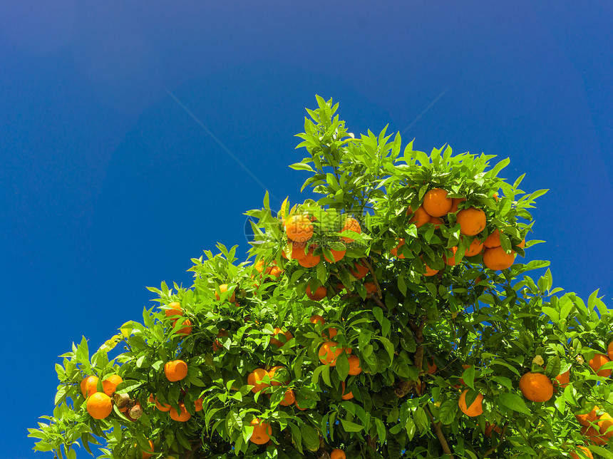 橙树果园枝上挂有橙子图片
