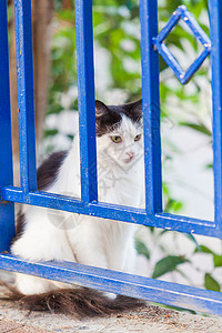 街头流浪猫图片