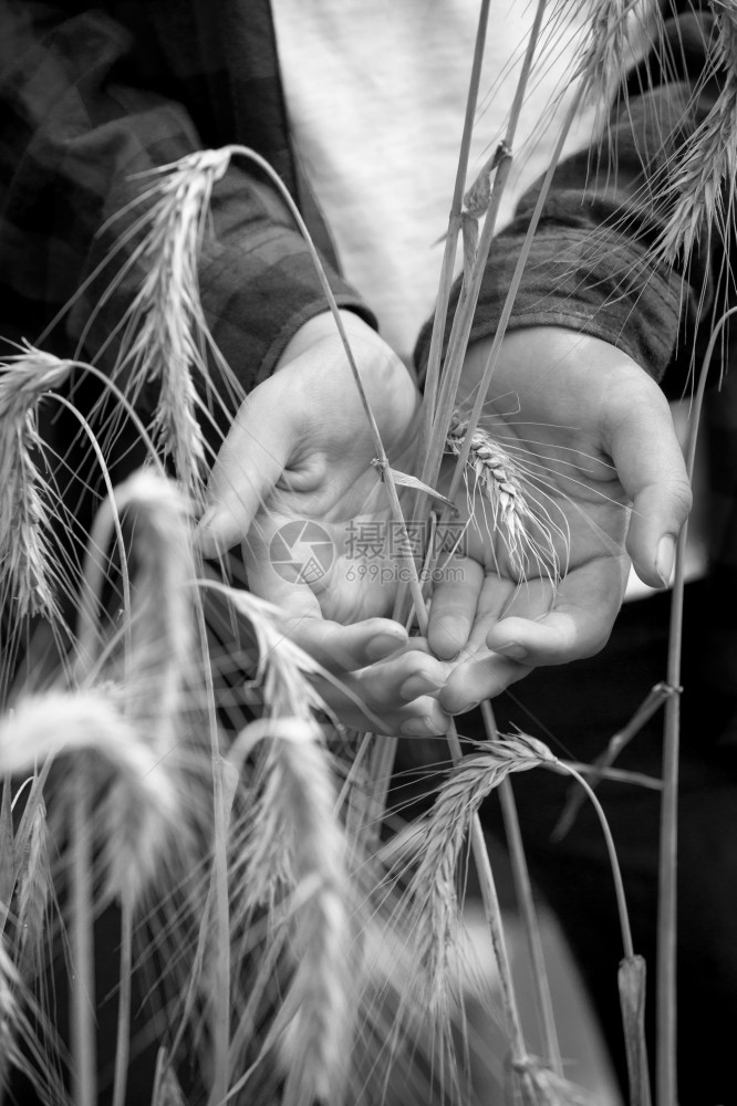 黑白近照熟小麦在手的紧贴黑白照片图片