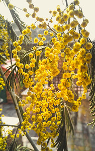 窗台上花瓶中黄色mimosa花朵的近照片图片
