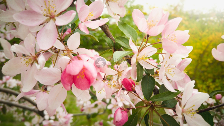 在阳光明媚的白天在树枝上拍摄美丽的粉红色花朵图片