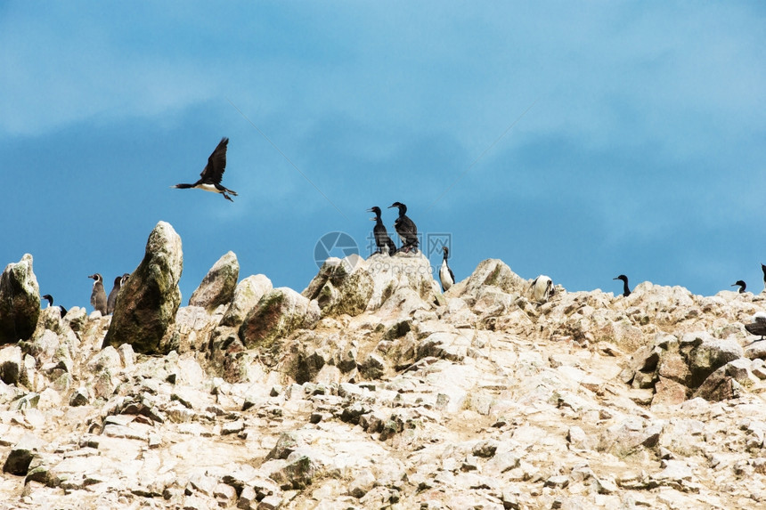秘鲁巴列斯塔岛自然公园岩面上的海鸟图片