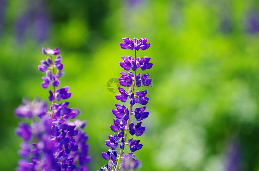 田野上的抽象紫花图片