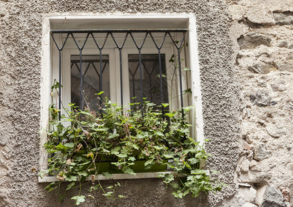 旧窗户前的盆栽图片
