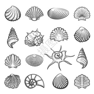 蜗牛手绘手工制成的海壳套装矢量手制成的海壳套装背景