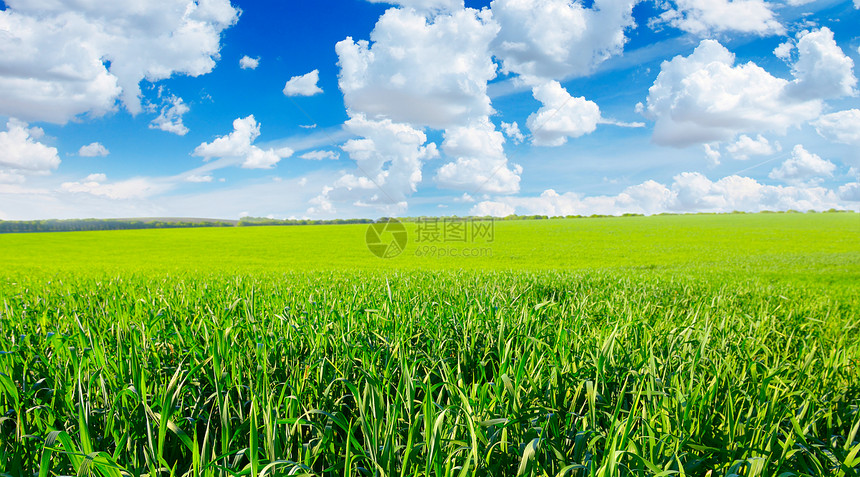 春草和蓝的天空图片