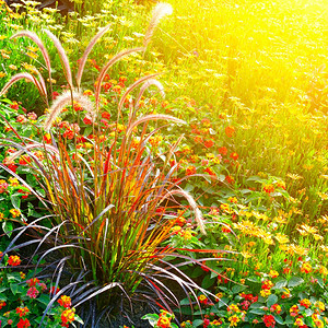 阳光照亮的多彩花朵床图片