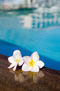 游泳池花朵图片