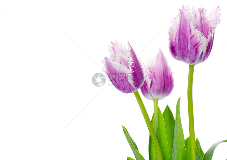 白色背景上孤立的紫色郁金香图片