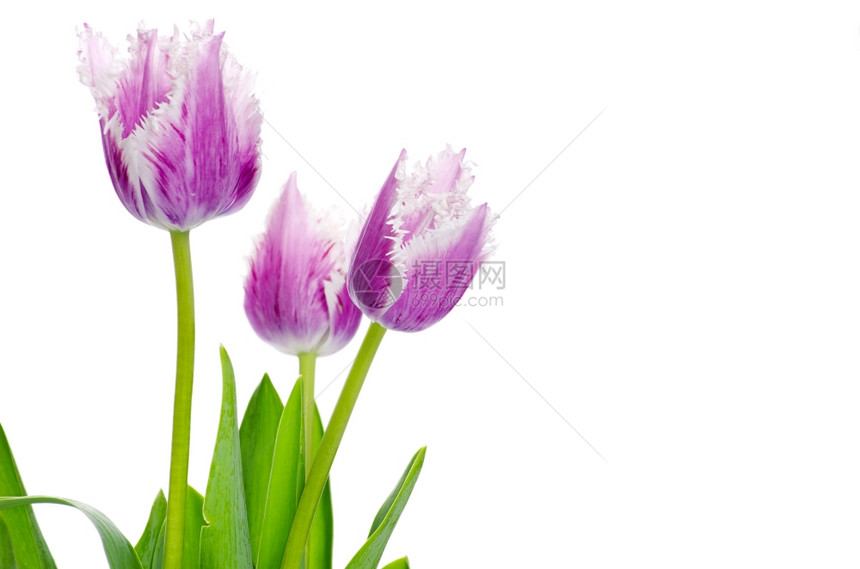 白色背景上孤立的紫色郁金香图片