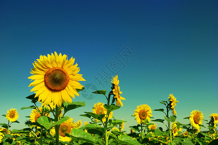 黄向日葵和蓝天空背景背景图片