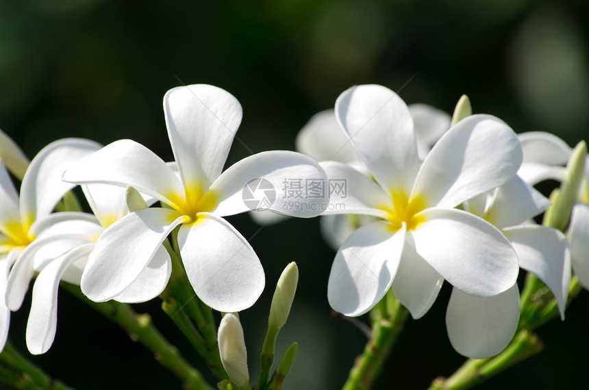 白梅花绿色背景图片