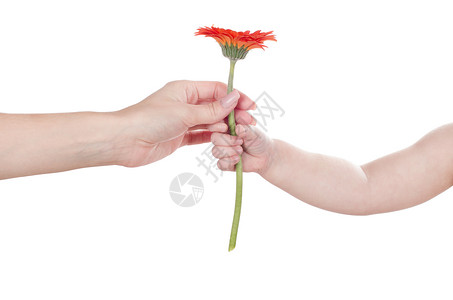 握着红花的婴儿手图片