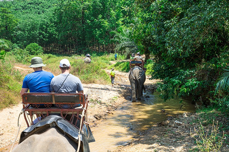 清迈骑大象大象在泰国高淑的长河中旅行背景