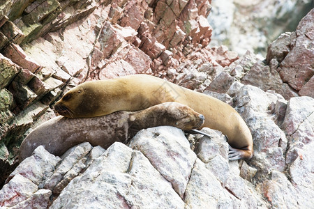 海狮在巴列斯塔群岛秘鲁xAxA在秘鲁海岸为一块岩石而战图片