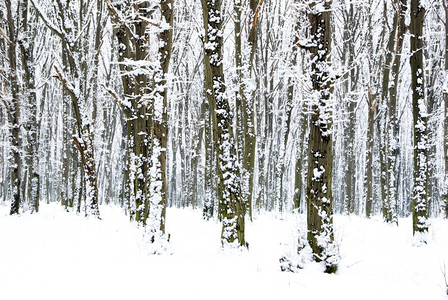 冬季森林树木和道路图片