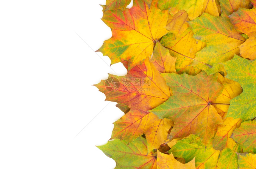 秋天的叶在白色上被孤立图片