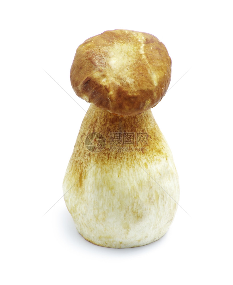 在白色背景上被孤立的蘑菇图片