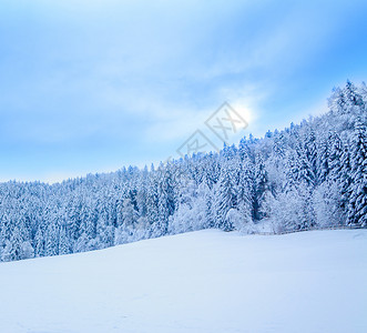 冬季风雪覆盖树木冬季美丽的风景冬季背图片