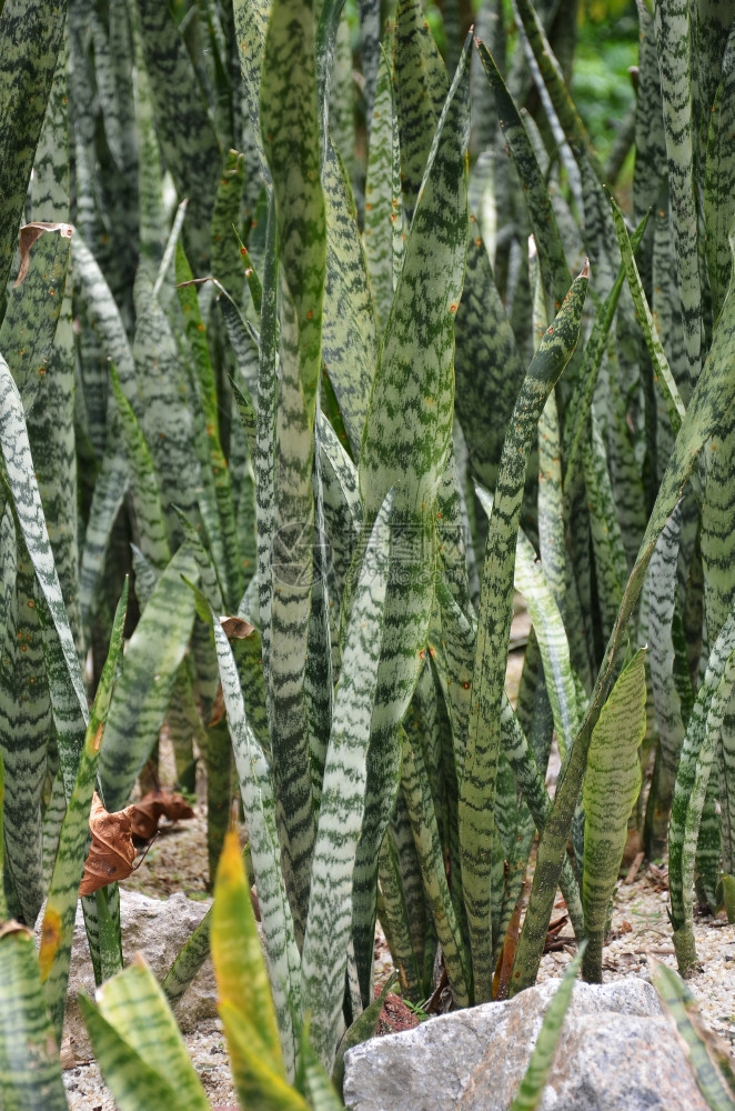 绿的桑塞维里亚草叶也被称为蛇植物或法律语言中的母蛇图片