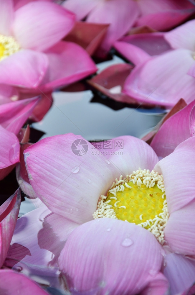 池塘中的粉莲花图片