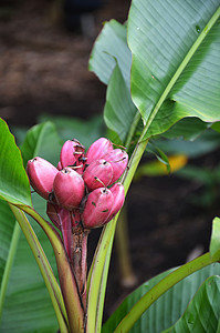 新加坡植物园的MusaVelutina香蕉树图片