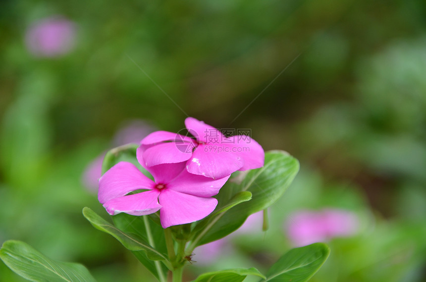 美丽的粉红色鲜花图片