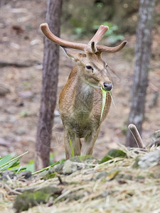 年轻Sambar鹿在自然背景上的图像高清图片
