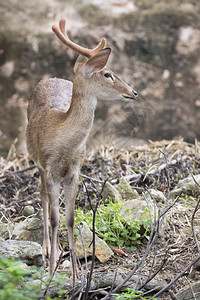 年轻Sambar鹿在自然背景上的图像图片