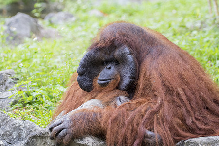 一只大雄猩橙色猴子的影像高清图片