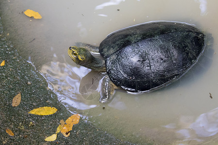 东海龟在池塘中的照片可爱小海龟背景图片