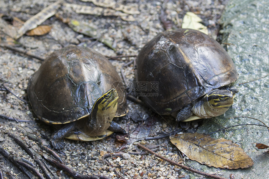 泰王国东部海龟的图象图片