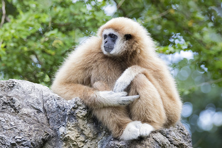 岩石上坐着的Gibbon图像高清图片