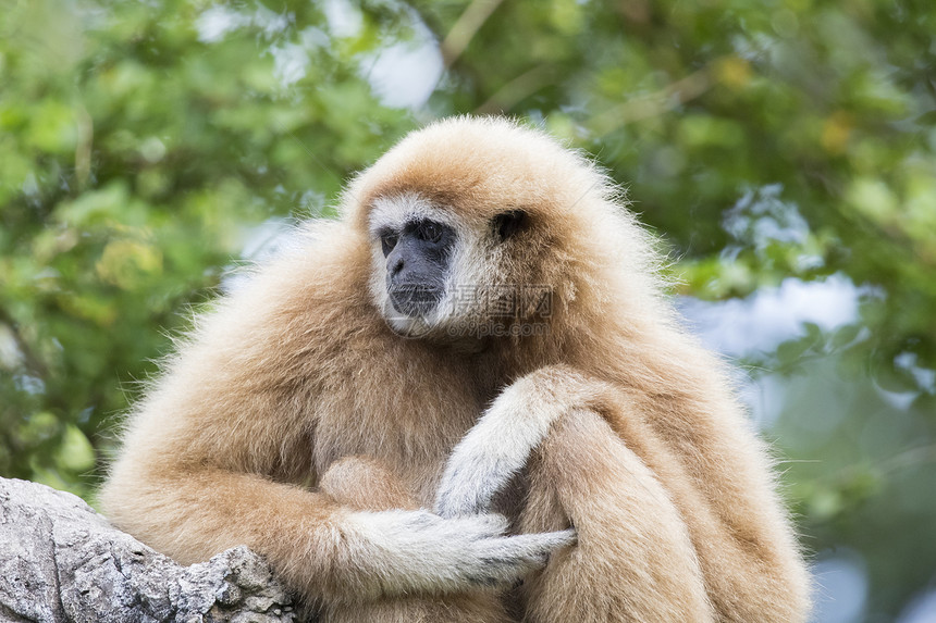 岩石上坐着的Gibbon图像图片