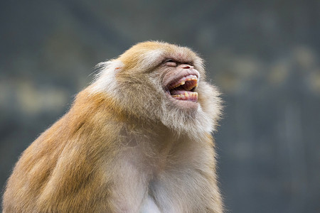 在自然背景上呈现出棕色瑞瑟猴的图像高清图片