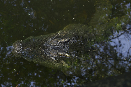 水中大鳄鱼的景象高清图片