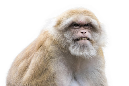 动物双歧杆菌白色背景的棕瑞瑟猴子照片背景